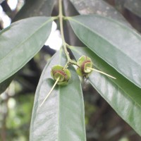 Syzygium jambos (L.) Alston